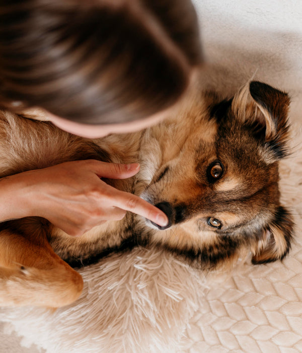Paws & Snout Protection texture