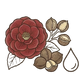Camellia Seed Oil
